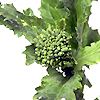 Broccoli Sessantina Gross